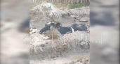 В Автозаводском районе 5 часов вытаскивали из грязи корову